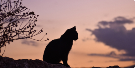 Imagem de um gato ao entardecer