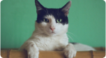 Imagem de um gato branco com mancha preta na cabeça e um fundo verde