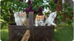 Imagem de quatro filhotes de gatos dentro de uma cesca em um local com natureza