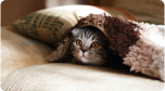 Imagem de um gato listrado coberto por um cobertor