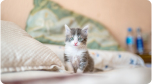 Imagem de um filhote de gato em cima de uma cama com travesseiros ao seu redor